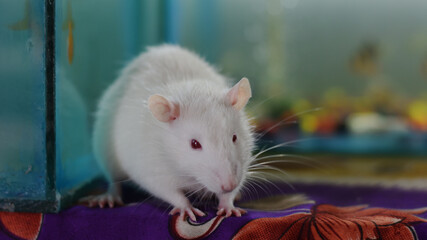 Close up of White mouse or white rat (white albino)  on the table. 