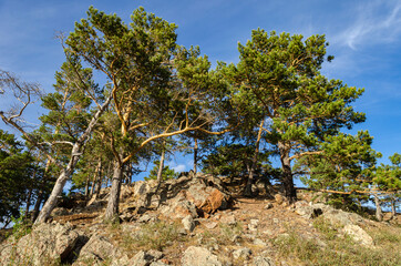pine tree in the mountains
