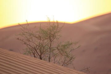 Desert sunrise