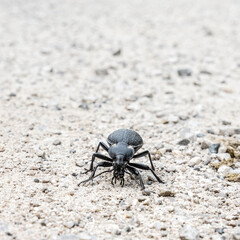 Detail photo of Carabus variolosus