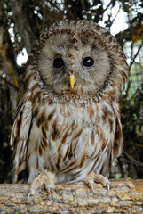 Ural owl (Strix uralensis). Primorsky Krai (Primorye), Far East, Russia.