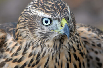 Montagu's harrier (Circus pygargus). Primorsky Krai (Primorye), Far East, Russia.