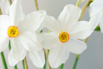 Fototapeta na wymiar White narcissus flowers on silver gray background