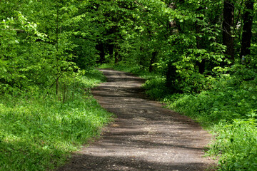 Fototapeta premium Forest road in the green thicket.