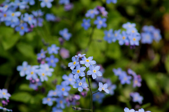 Photos of beautiful blue flowers.