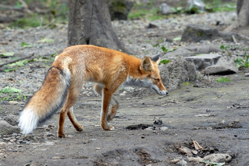 Red fox (Vulpes vulpes). Primorsky Krai (Primorye), Far East, Russia.