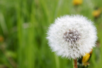 Photo of a dandelion on a green meadow.