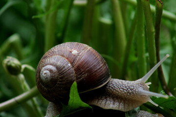 Close-up photo of a snail.