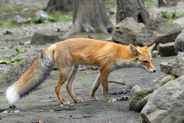 Red fox (Vulpes vulpes). Primorsky Krai (Primorye), Far East, Russia.