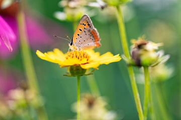 ガザニアの蜜を吸うヒメシジミ
