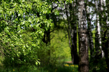 Photo of a forest thicket.