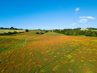 Fields full of poppies in Marecchia Valley