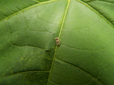 グンバイムシ lace bug