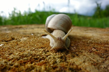 A slimy snail crawls on a stump