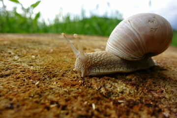 A slimy snail crawls on a stump