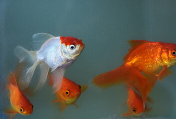 Gold fishes: A common ornamental fishes kept in the aquarium tank for decoration.




















