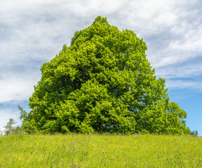 big juglans regia tree with green leaves and clear sky background