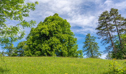 big juglans regia tree with green leaves and clear sky background