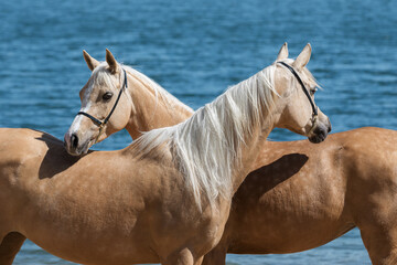 Two beautiful palomino horses with a long mane standing near blue water on summer background, portrait closeup