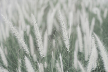 Fototapeta premium Field of African Fountain grass. Moody background