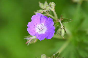 bee on a flower