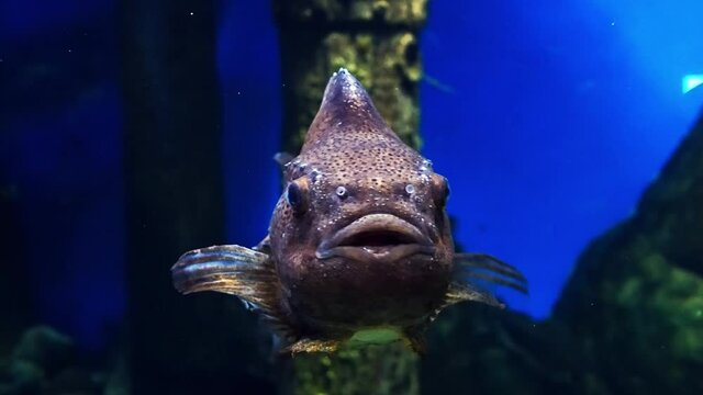 Cyclopterus lumpus Lumpfish swims in blue water