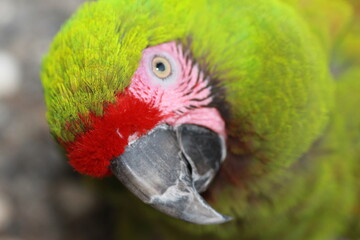 Parrot