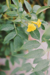 Vertical background with Tecoma plant or Trumpet bush. Shrub with Yellow flowers and green leaves