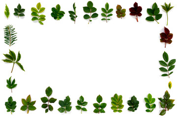 Pattern of various green leaves on  white isolated background.
