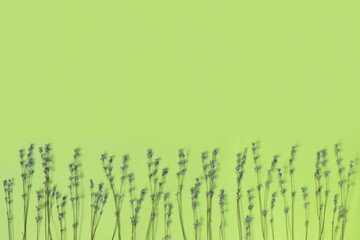 Branches of dry purple fragrant lavender on green paper background.