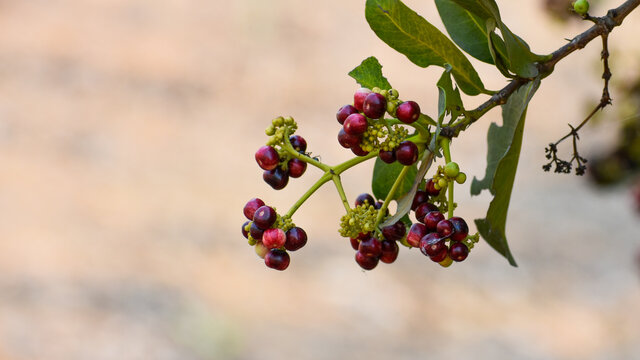 Allspice (Pimenta officinalis)or (Pimenta dioica) fruits found in jungle at Chhattisgarh, India