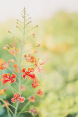 Vertical background with Caesalpinia flower also known as Pride of Barbados. National flower of Carribean Barbados island