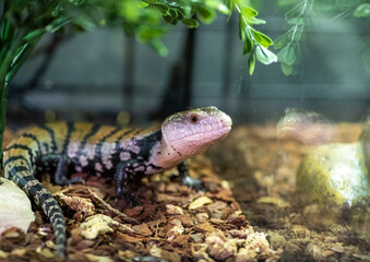 striped lizard with a pink muzzle and brown eyes