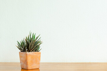 Zebra Plants,Haworthia succulents in square clay pot on wooden table  ,white background
