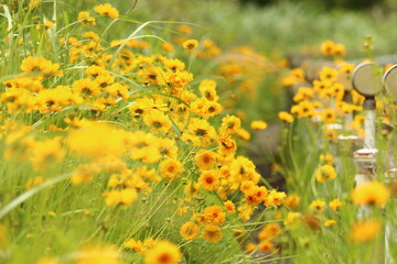 オオキンケイギク