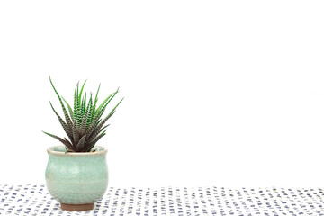 Zebra Plants,Haworthia succulents in ceramic pot on table top with plaid fabric cover ,white background