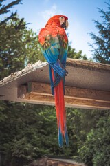 red and blue macaw © ahsan