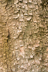 Textur Hintergrund Details Rinde des ahorn