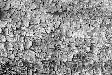 Textur Hintergrund Details Rinde des ahorn schwarz-weiss