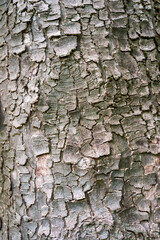 Textur Hintergrund Details Rinde des ahorn