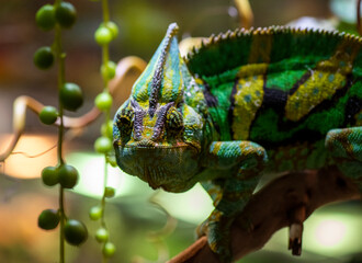 multi-colored cautious wise and ancient chameleon on a branch