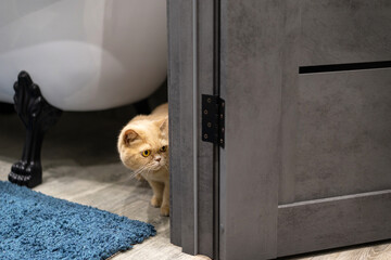 red cat in the bathroom peeps out the door. A fearful domestic cat.