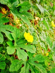 Tree in the sunset time