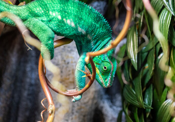 multi-colored cautious wise and ancient chameleon on a branch