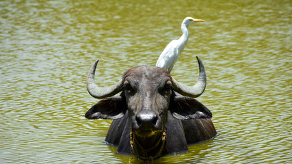 Cattle egrets with the buffalo on the pond shows symbiotic relationship