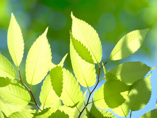 新緑のケヤキの葉