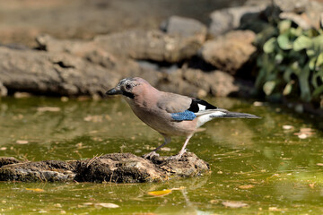 arrendajo posado en una piedra con musgo en el estanque  (Garrulus glandarius) Marbella Andalucía España 