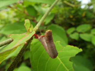 イモムシ larva