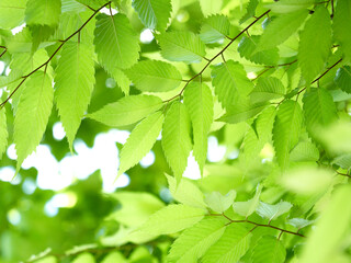 新緑のケヤキの葉