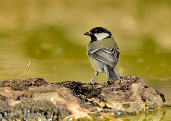 carbonero posado en un tronco en el estanque  Great tit  (Parus major) Marbella Andalucía España 